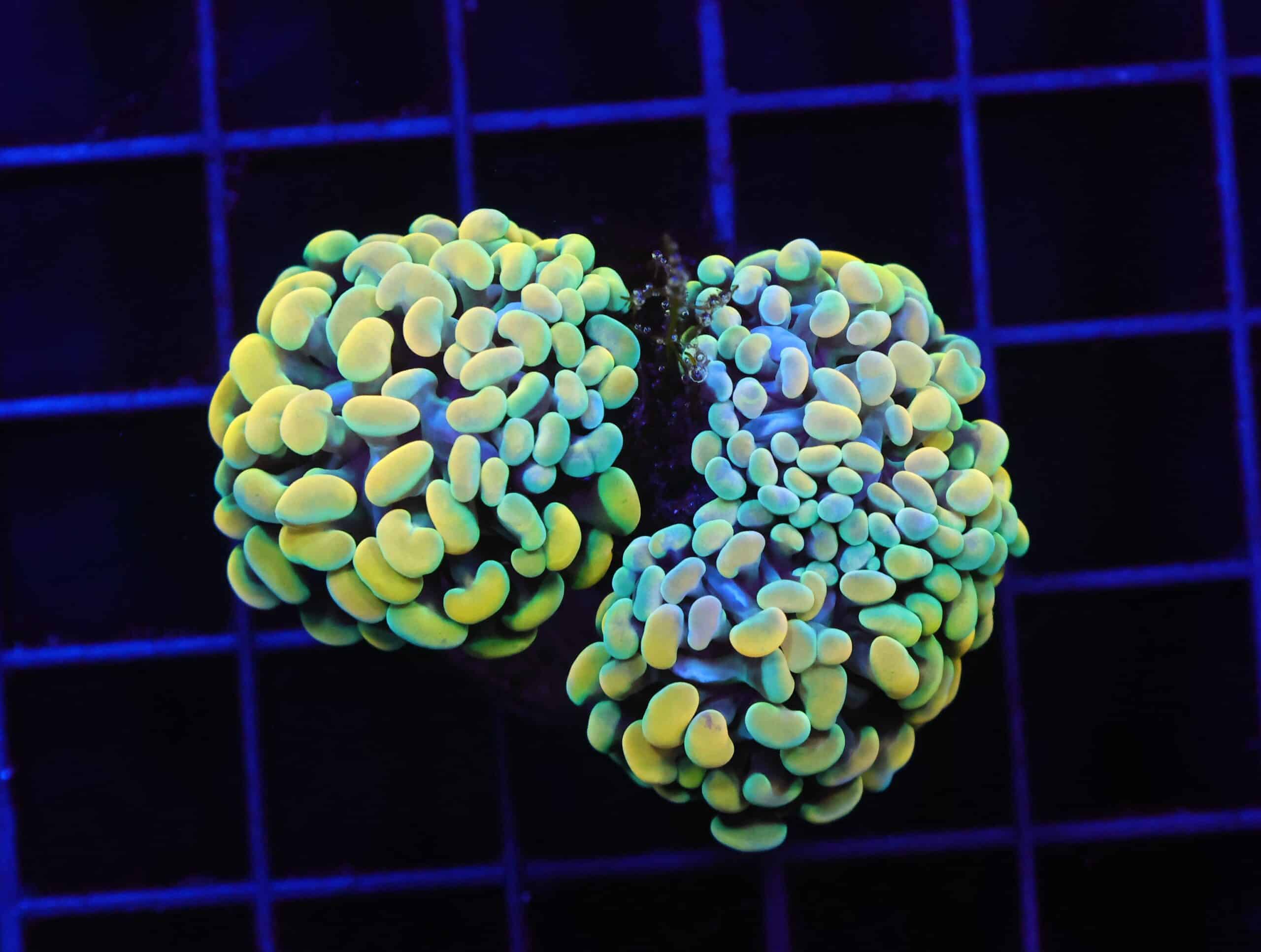 D52 - INDO HAMMER BRANCH GOLD FIESTA 3 HEAD