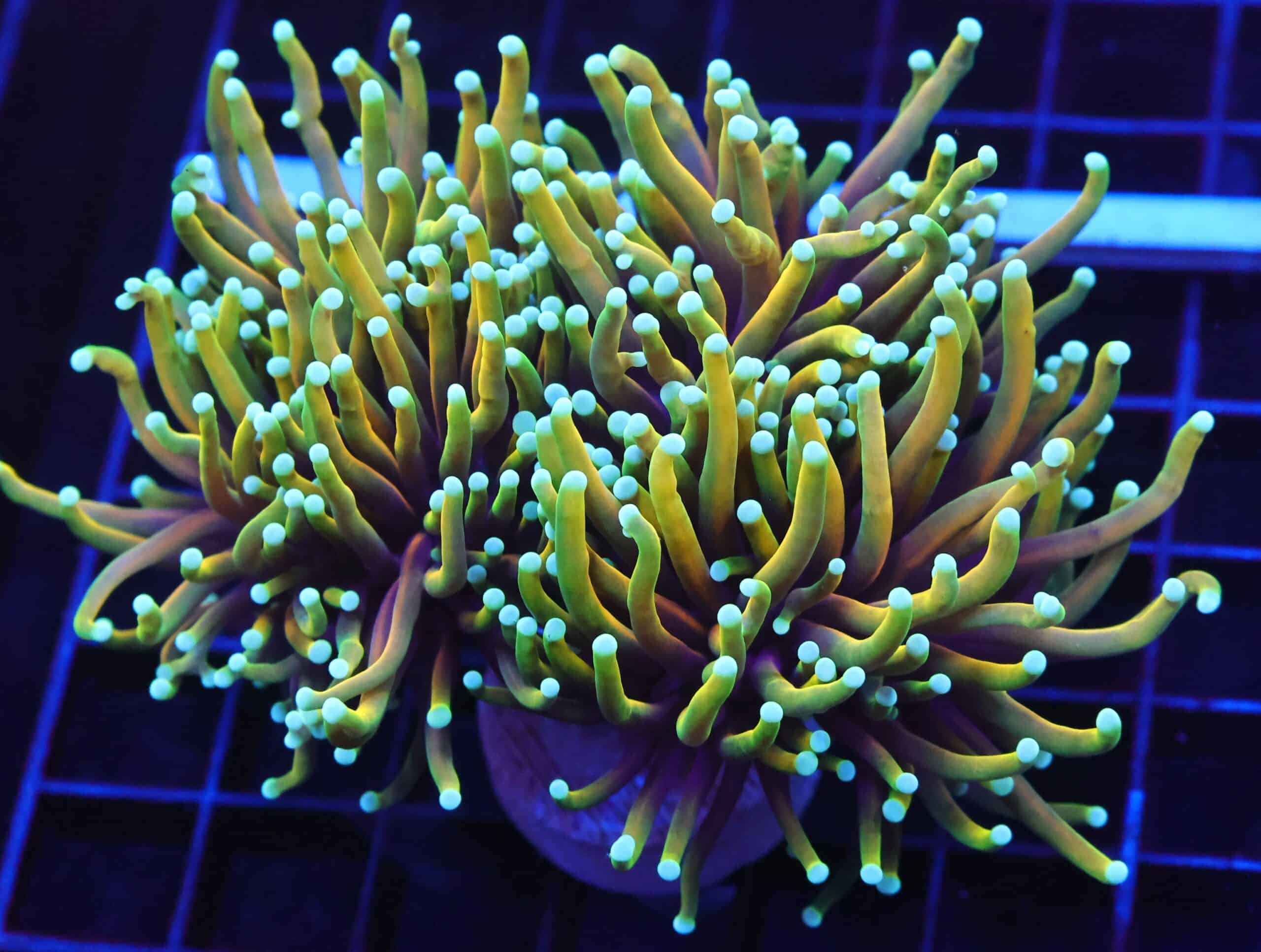 D61 - INDO TORCH HELLFIRE 2 HEAD