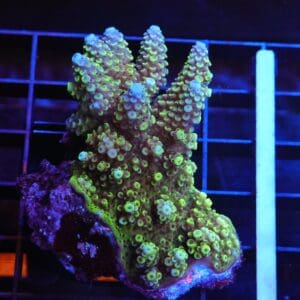 E100 - FIJI ACRO PREMIUM