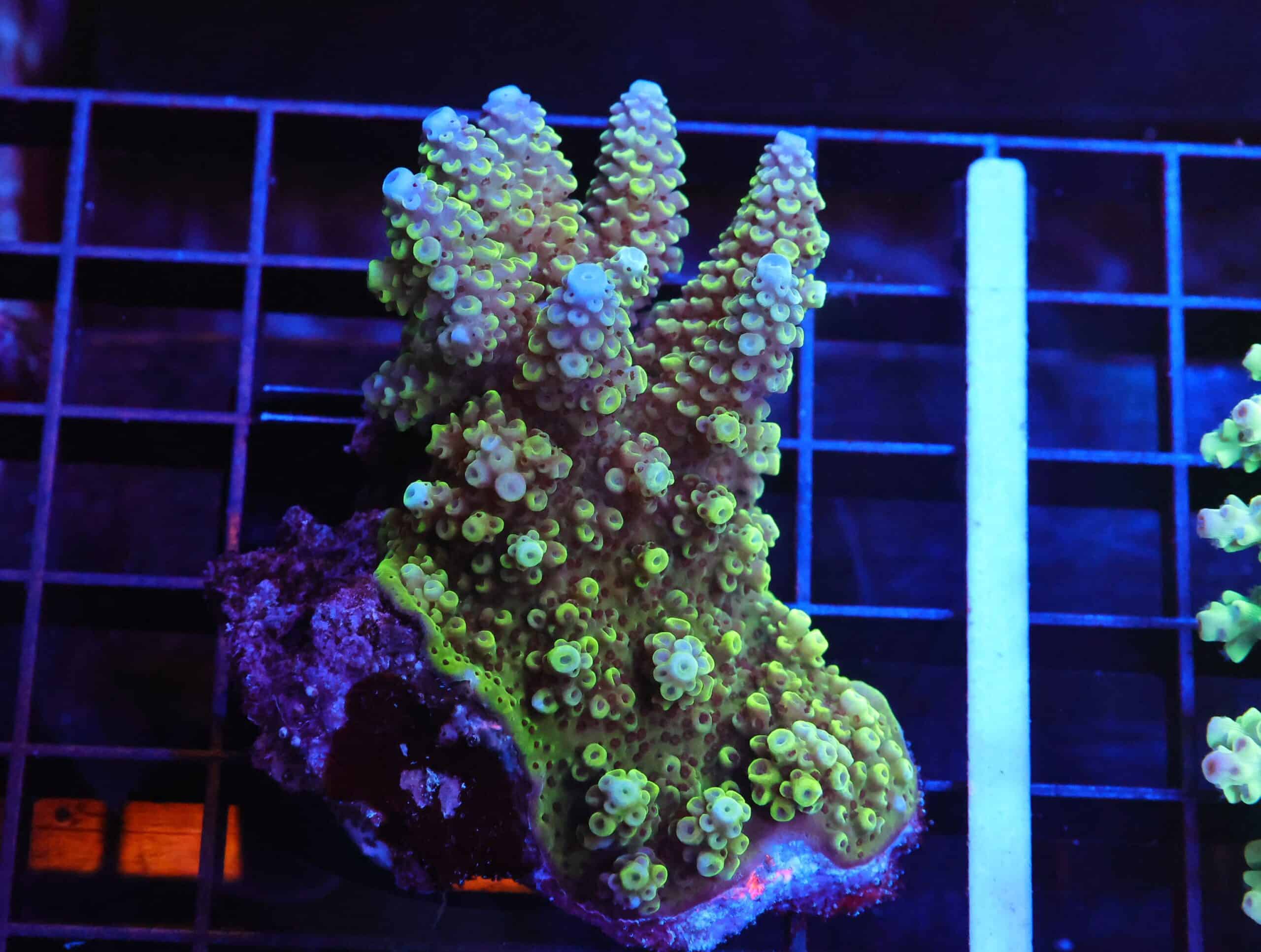 E100 - FIJI ACRO PREMIUM