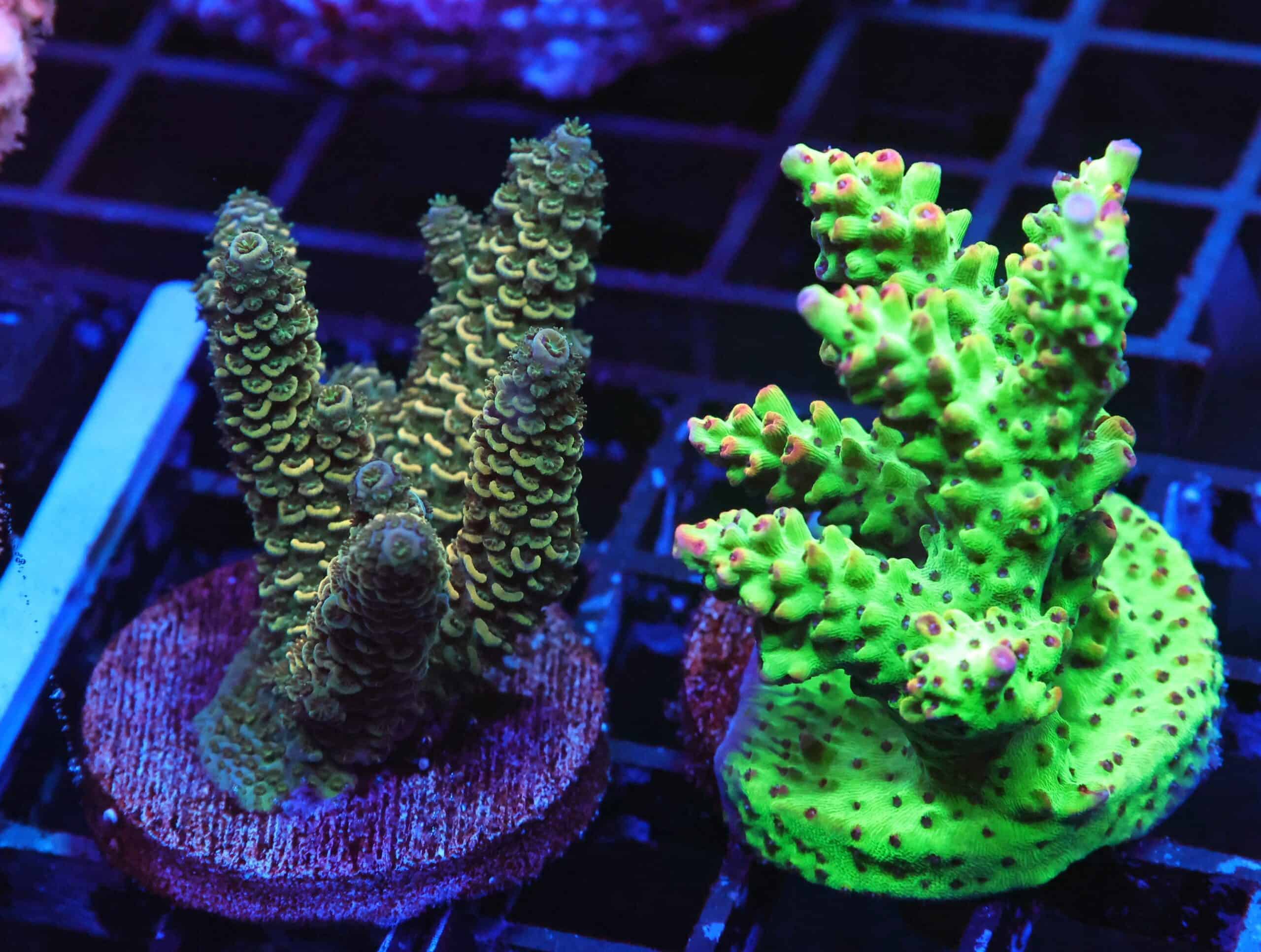 E126 - 2PK AUSSIE CULTURED ACRO