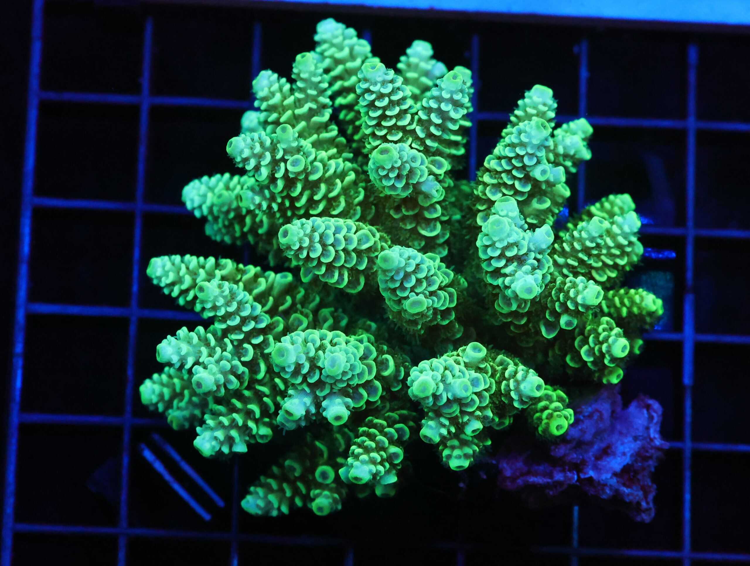 E51 - FIJI ACRO PREMIUM