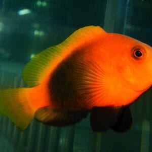 F11 - BARRIER REEF CINNAMON CLOWN