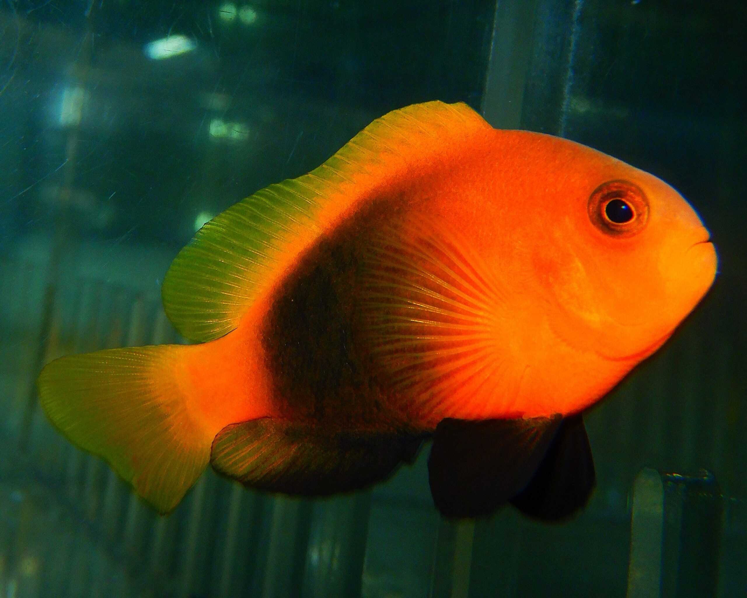 F11 - BARRIER REEF CINNAMON CLOWN