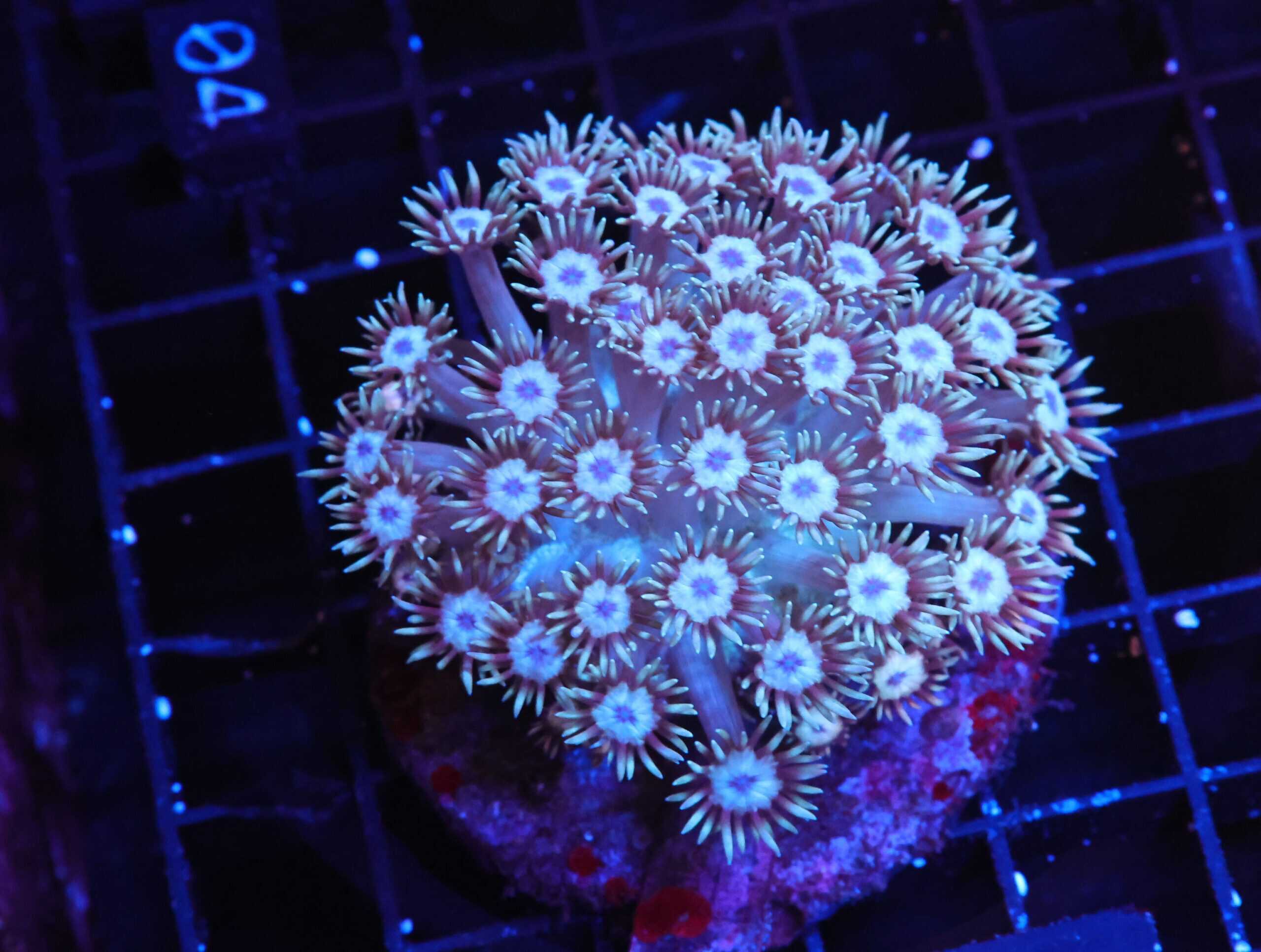 H04 - INDO BUBBLEGUM BREEZE GONIOPORA