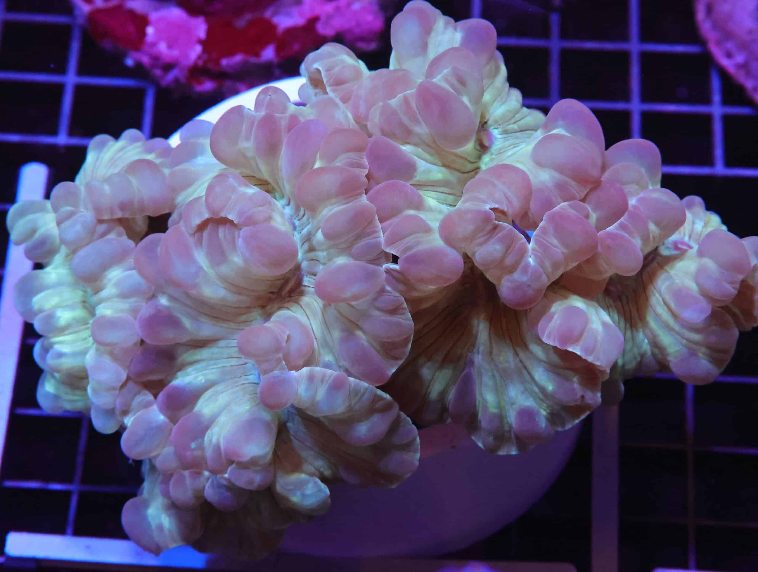 H114 - INDO METALLIC FOX CORAL LG