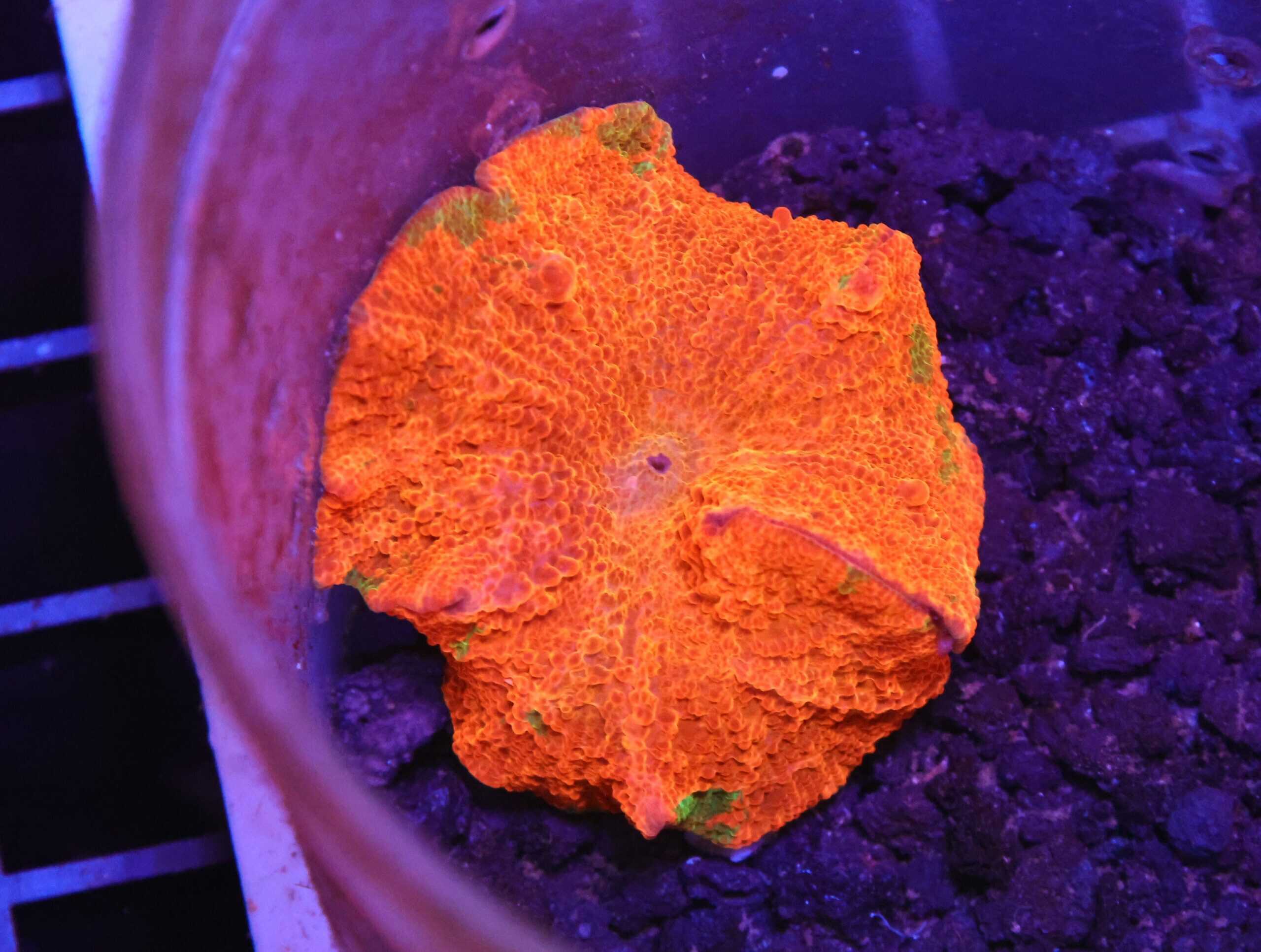 H118 - ECLECTUS MUSHROOM