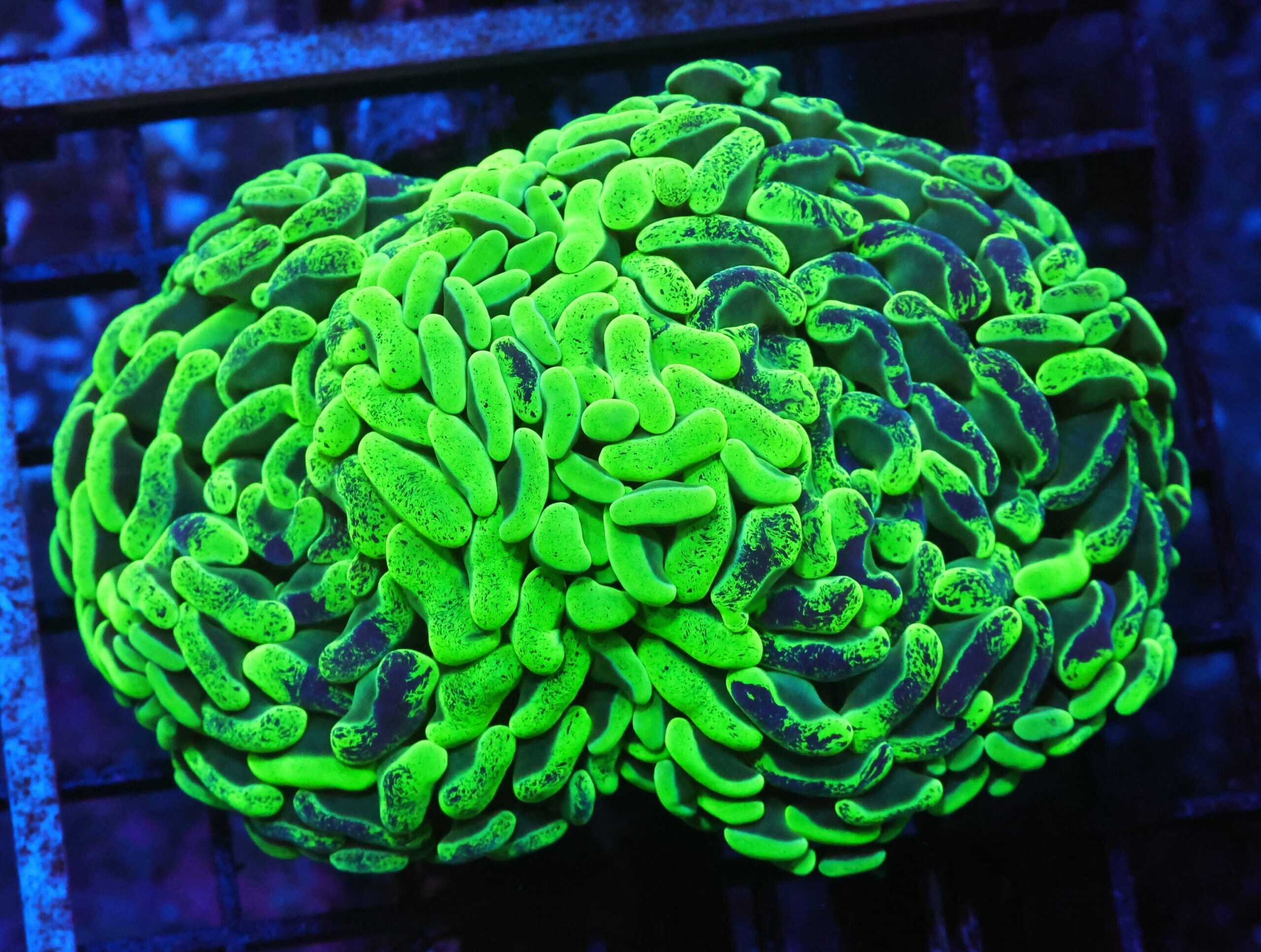 J55 - AUSSIE HAMMER THICK BRANCH TOXIC SPLATTER 2 HEAD