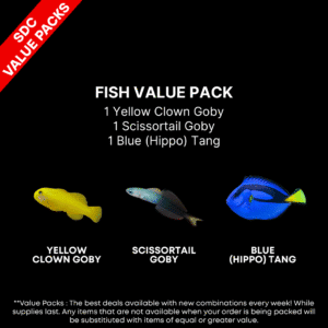AAA: FISH Value Pack 1