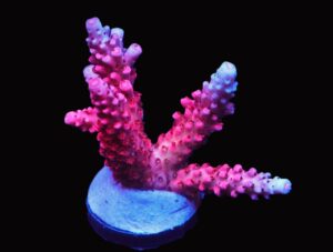 SDC Acro: Rainbow Rommels Cult