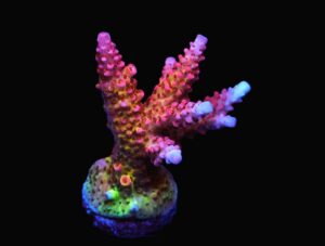 SDC Acro: Rainbow Rommels Cult