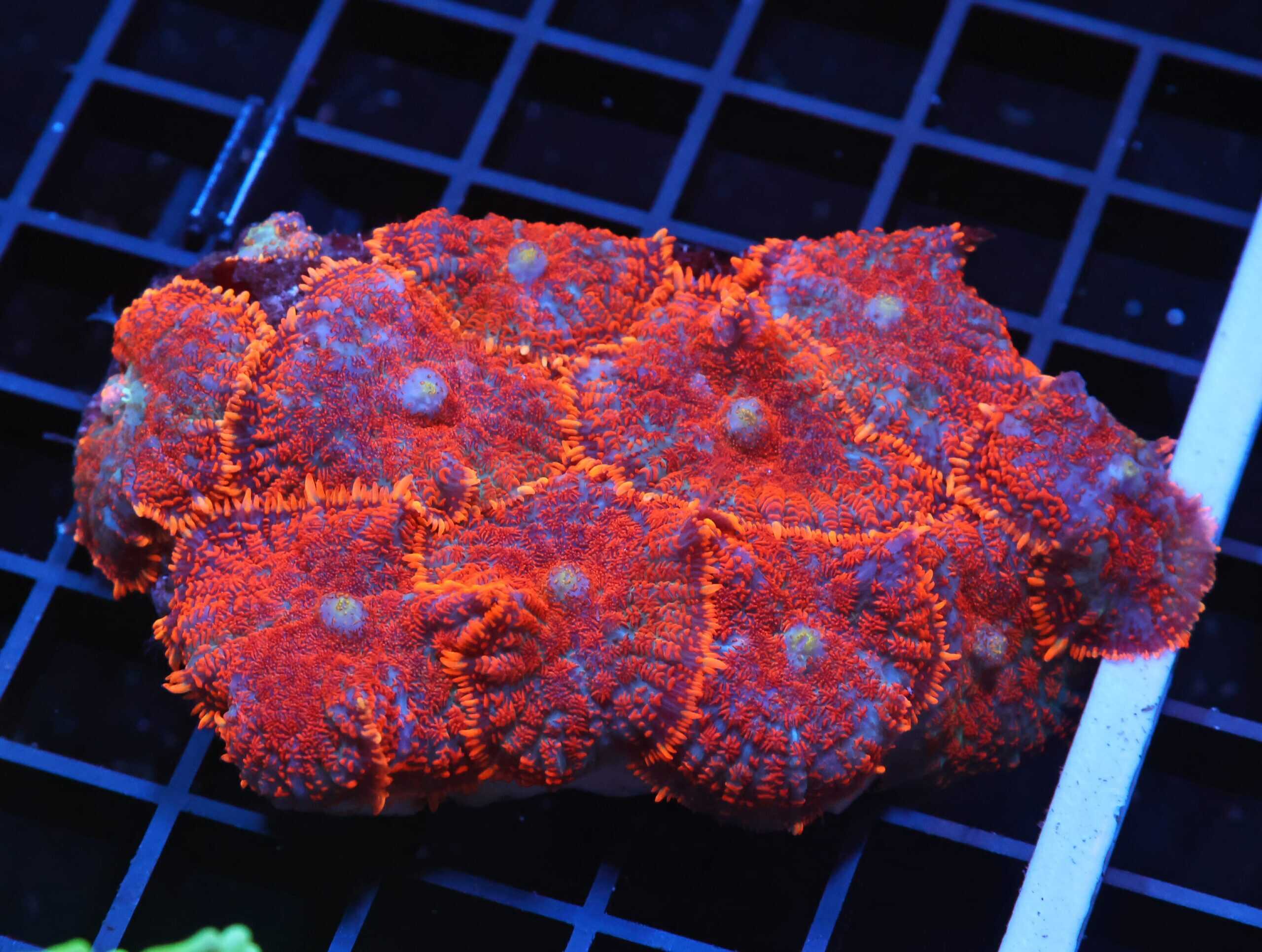 H66 - INDO TOXIC GREEN GONIOPORA