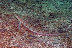 Goby: Featherfin Sand