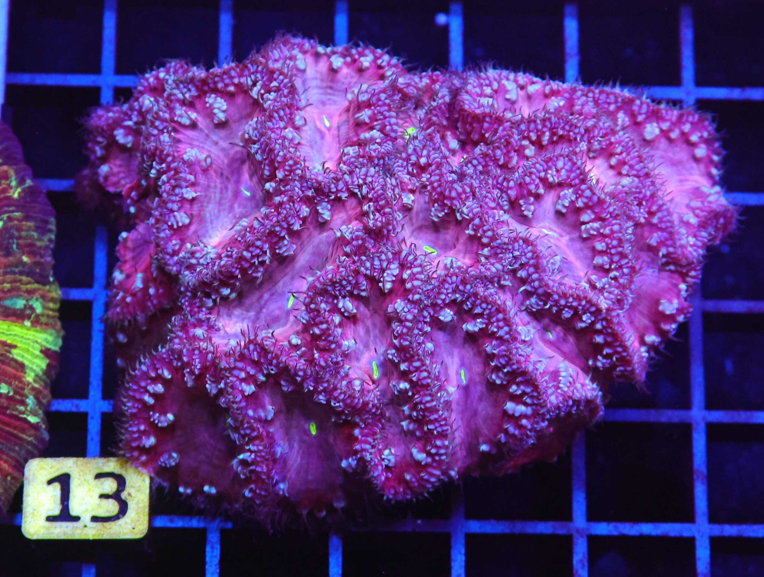 B13 -INDO PINK SURPRISE BLASTO