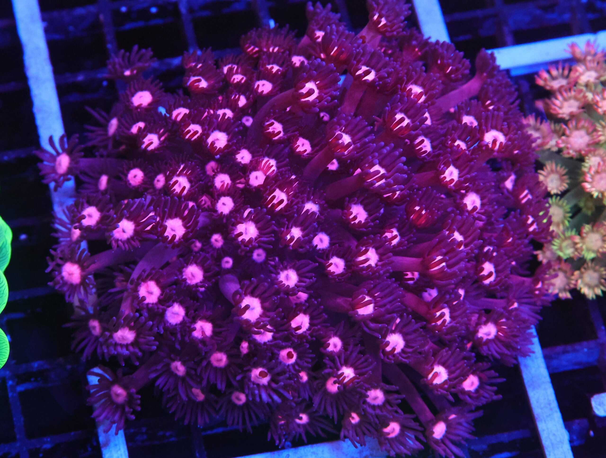 B142 - INDO PURPLE BERRY GONIOPORA