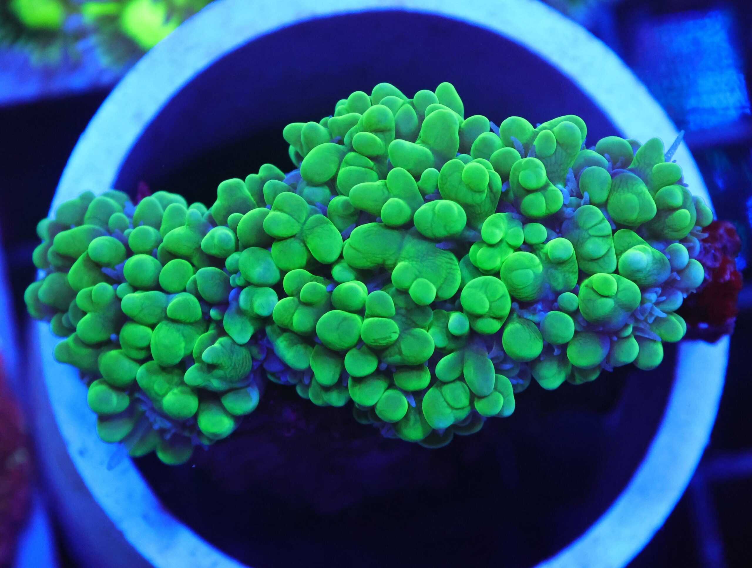 B152 - INDO TOXIC GREEN PEARL CORAL