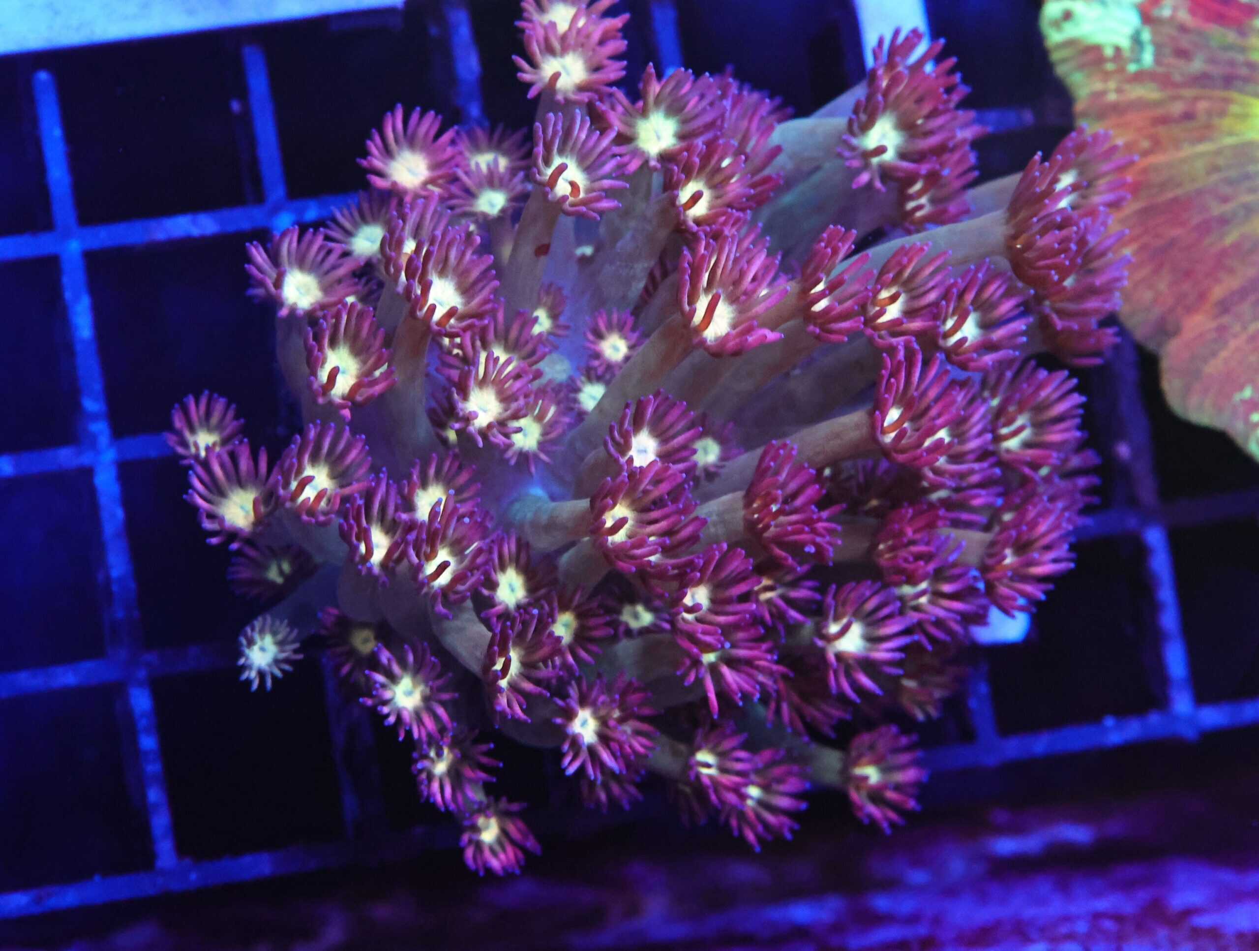 B156 - INDO CHERRY BLOSSOM GONIOPORA