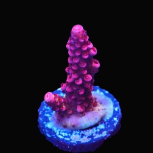 C201 - SDC RAINBOW ROMMELS ACRO