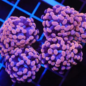 D100 - INDO HAMMER BRANCH ORANGE 7 HEAD