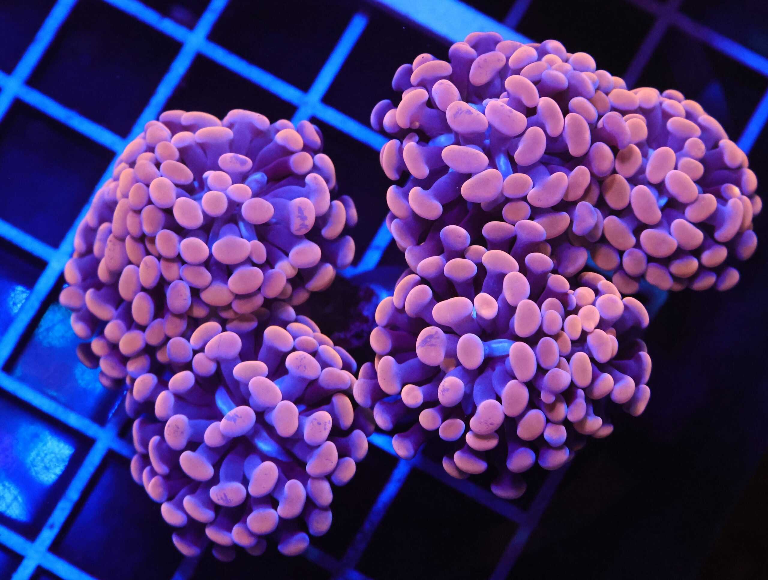 D100 - INDO HAMMER BRANCH ORANGE 7 HEAD