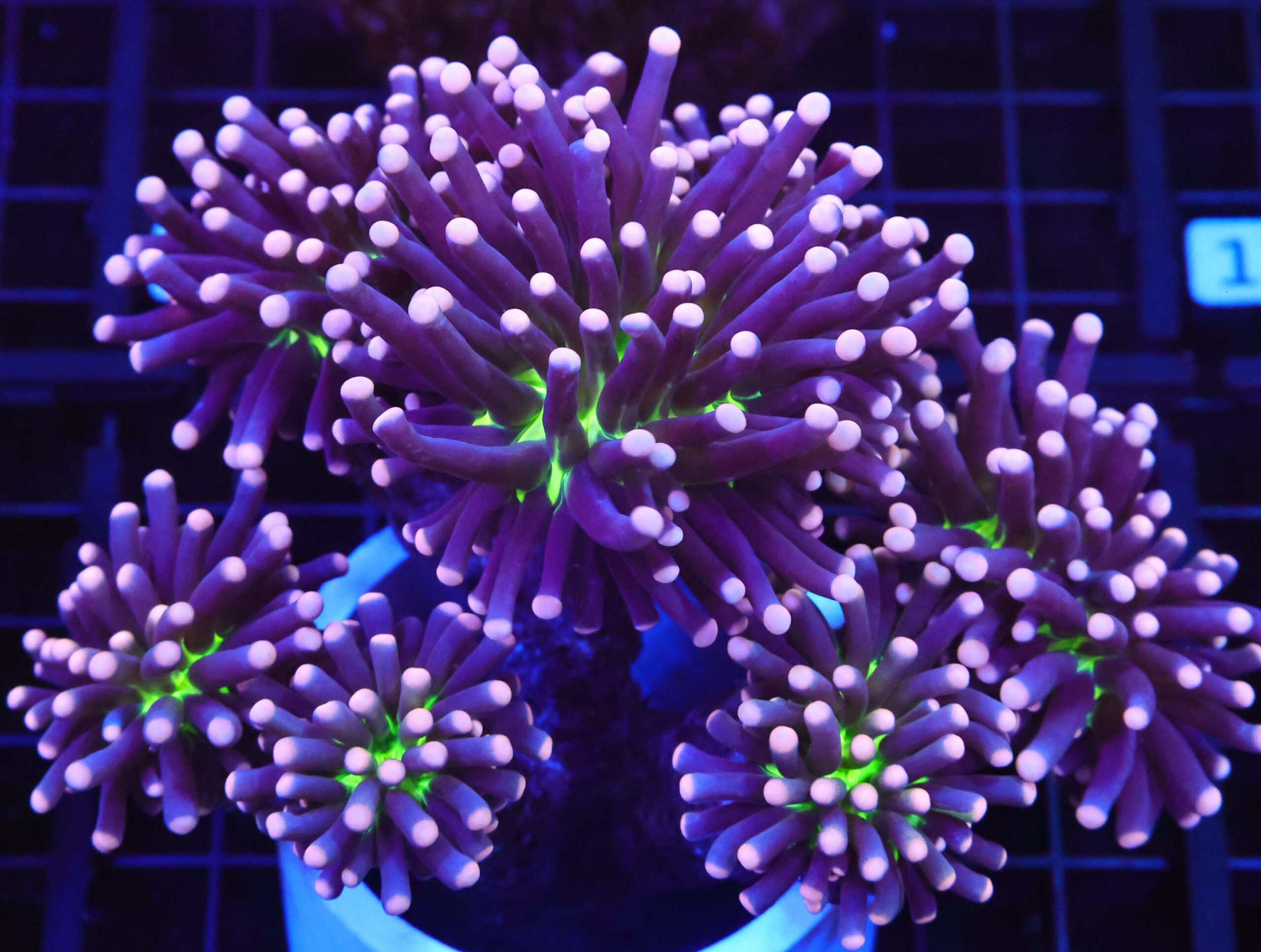 D117 - MALAYSIAN TORCH JOKER 7 HEAD