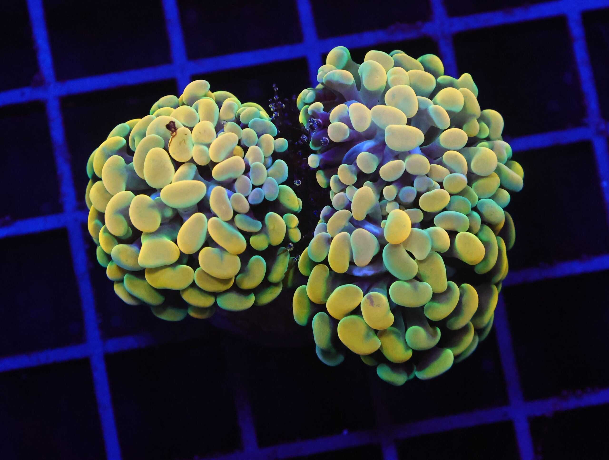 D52 - INDO HAMMER BRANCH GOLD FIESTA 3 HEAD