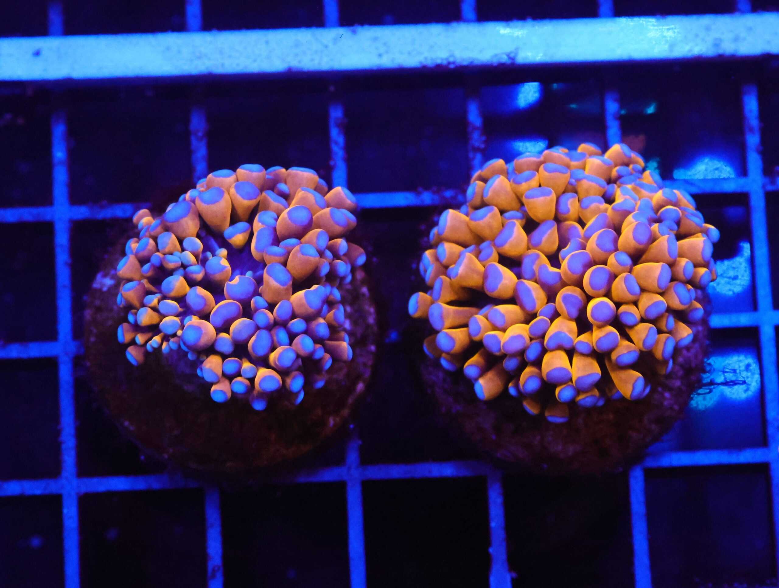 D54 - 2PK MALAYSIAN TORCH 24K GOLD 1 HEAD