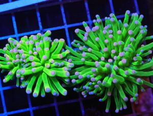 D95 - 2PK MALAYSIAN TORCH SKITTLES 1 HEAD