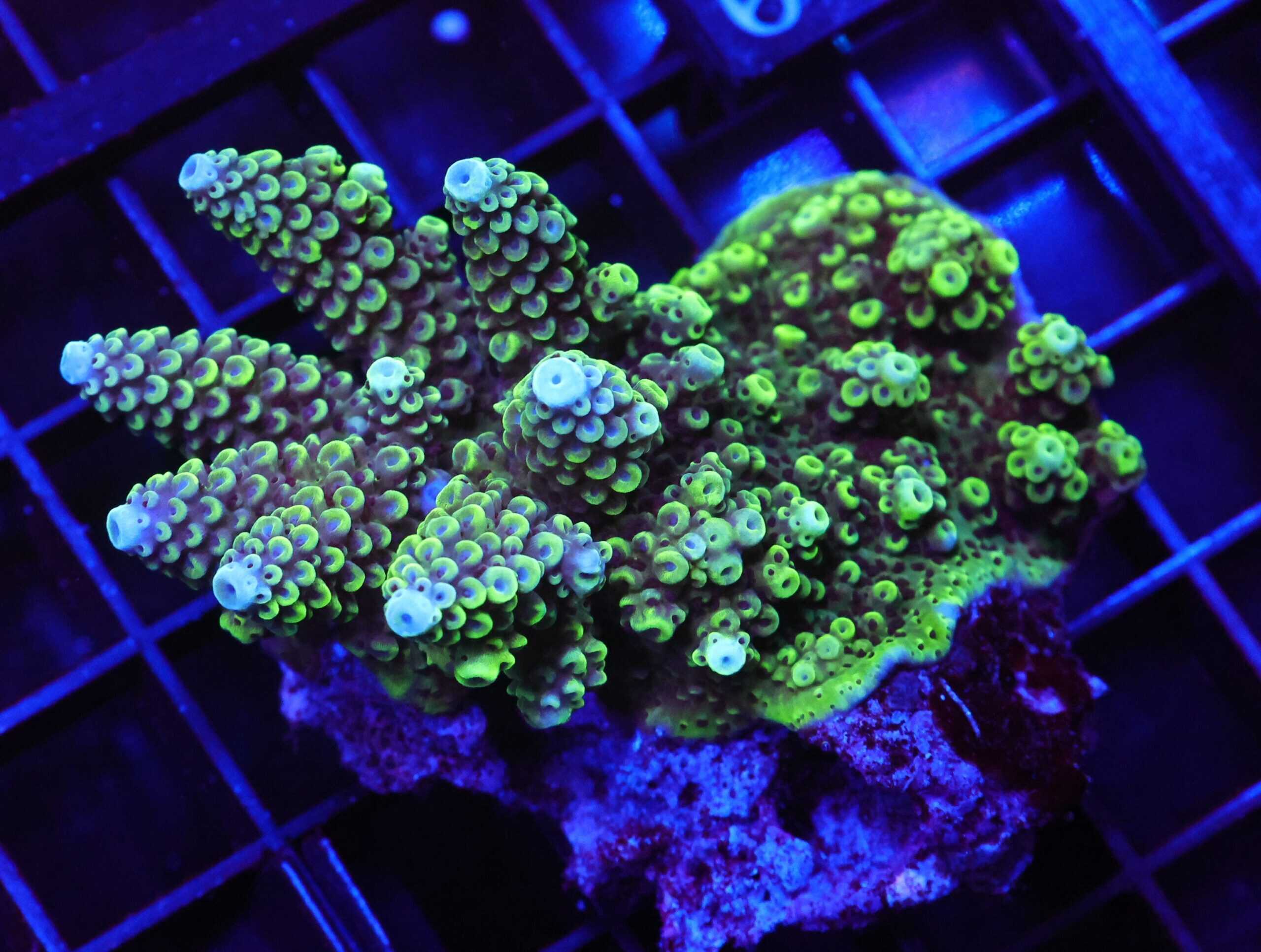 E100 - FIJI ACRO PREMIUM ML