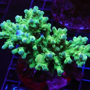 E66 - INDO ACRO PREMIUM CULTURED LG