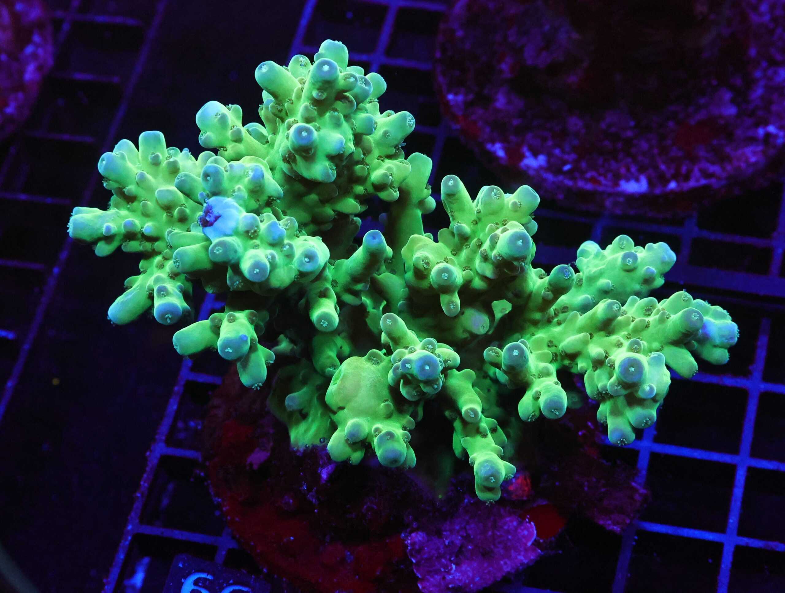 E66 - INDO ACRO PREMIUM CULTURED LG