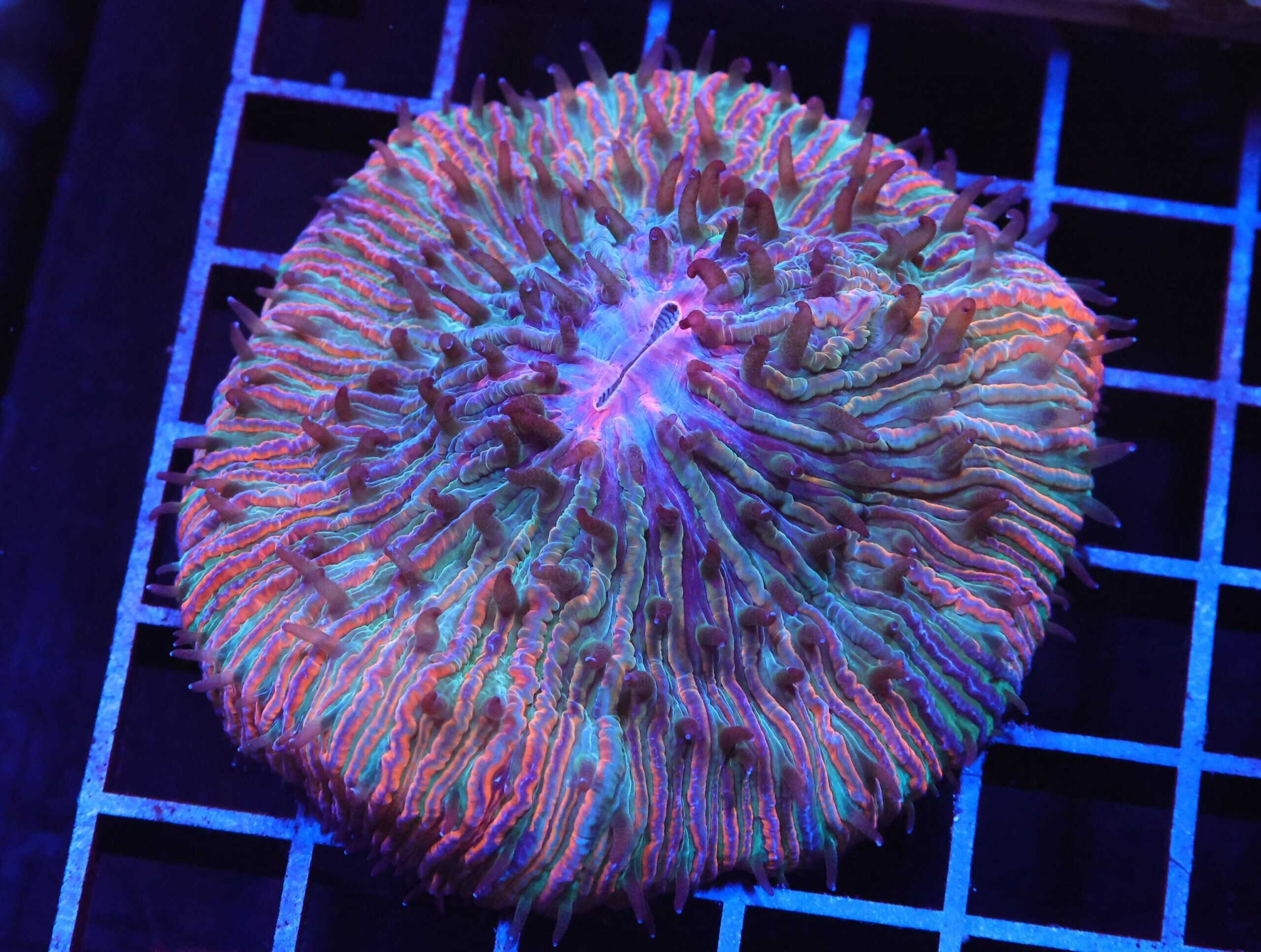 H35 - INDO TROPICAL FUNGIA