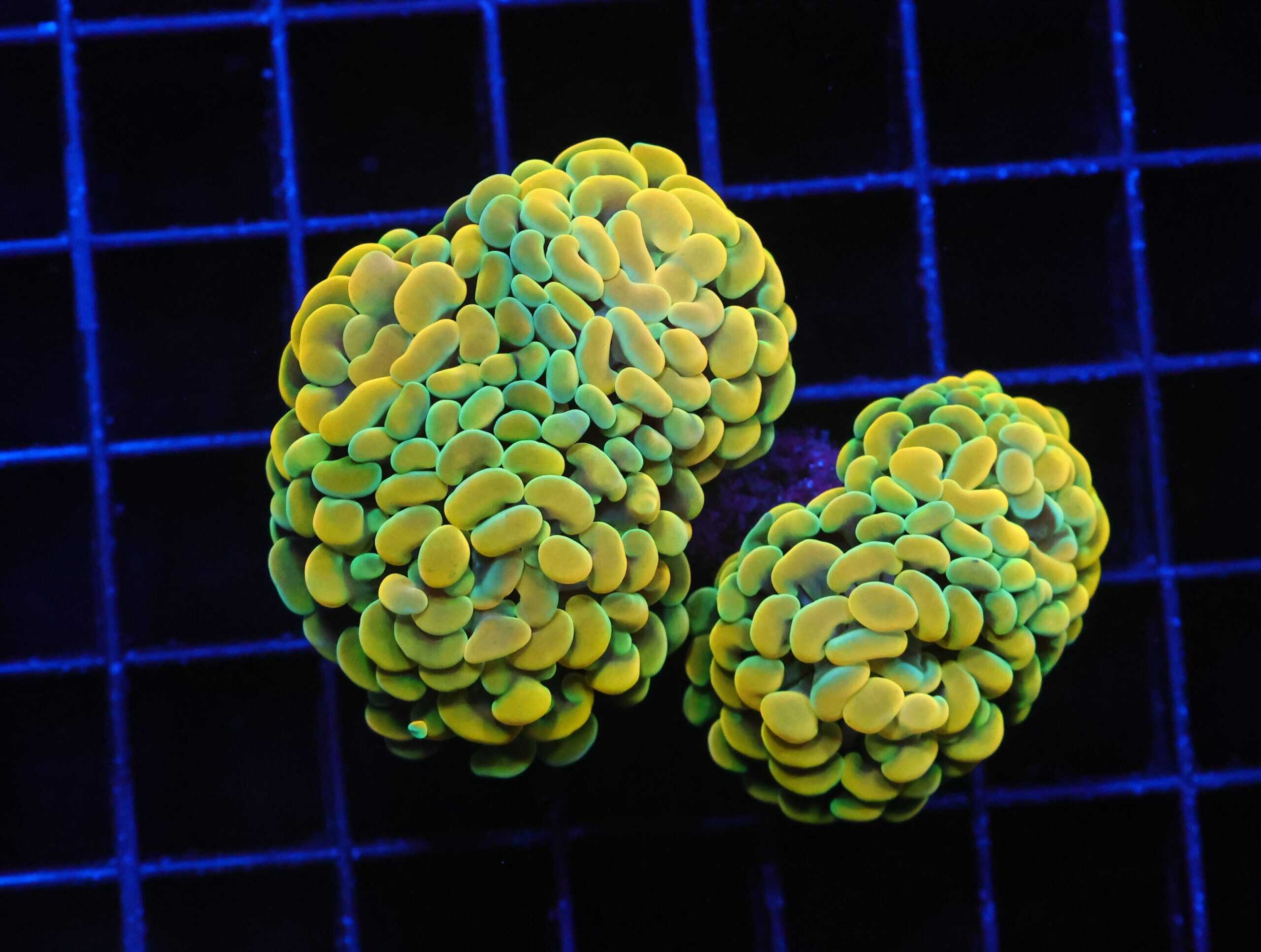 J03 - INDO HAMMER BRANCH CANARY 5 HEAD