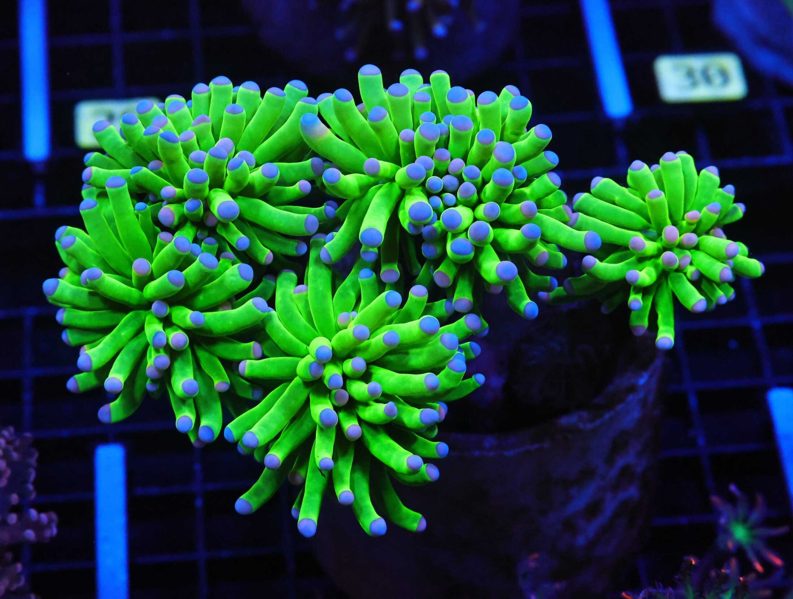 J24 - MALAYSIAN TORCH SKITTLES 5 HEAD