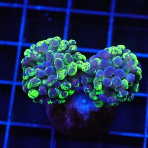 J33 - INDO HAMMER BRANCH TOXIC SPLATTER 2 HEAD