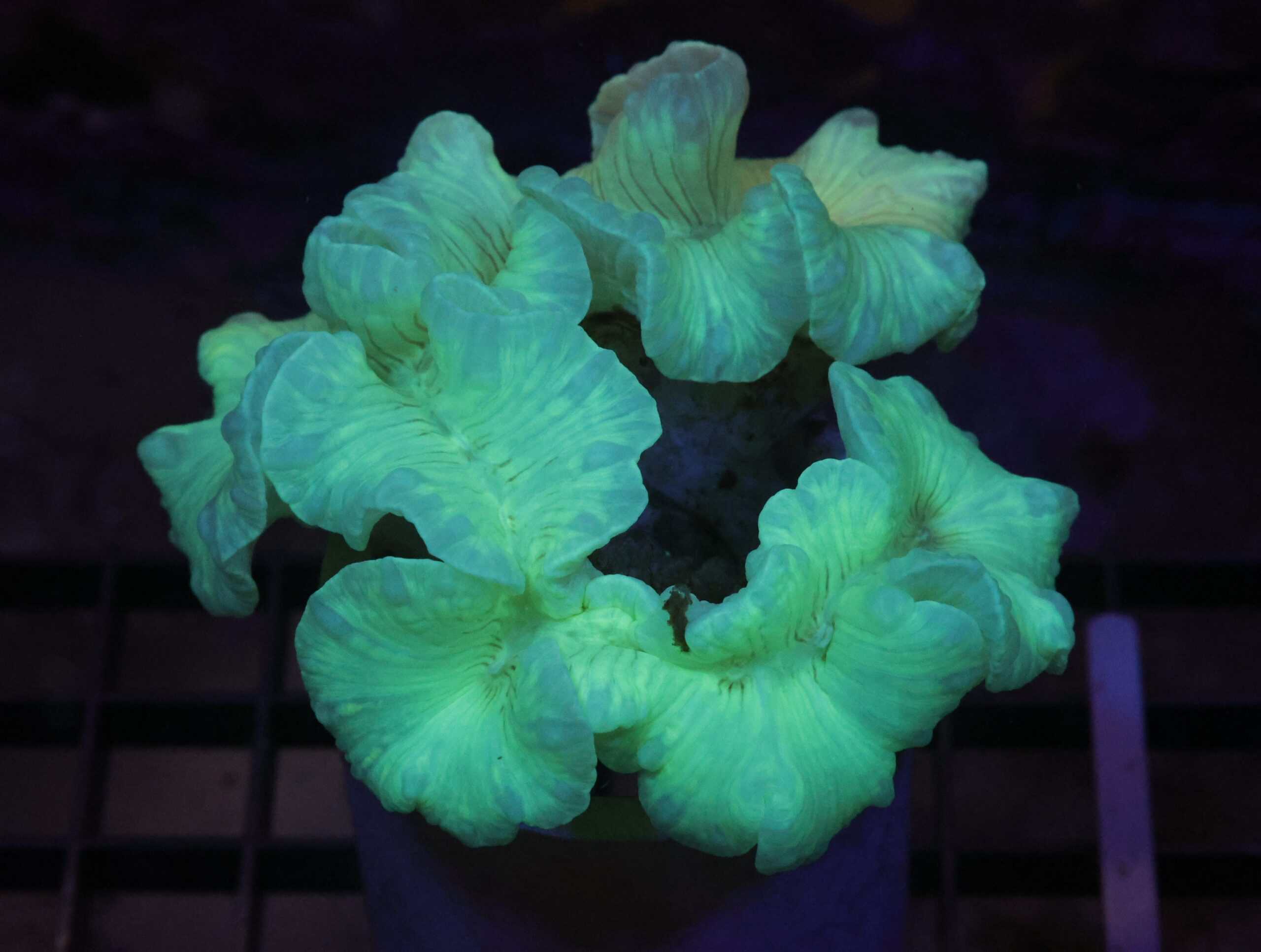 K34 - INDO METALLIC FOX CORAL