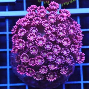 B09 -INDO HOT PINK GONIOPORA