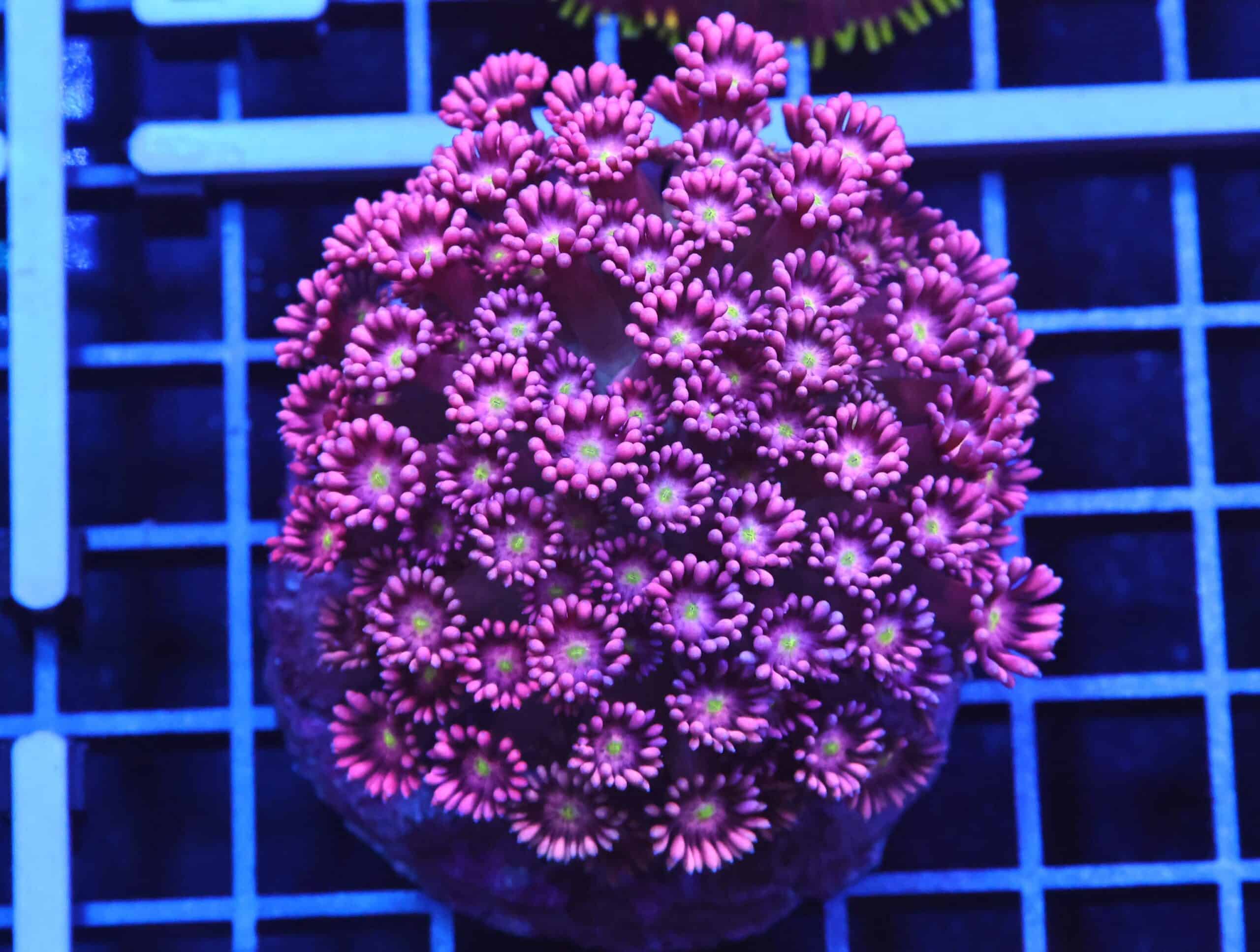 B09 -INDO HOT PINK GONIOPORA