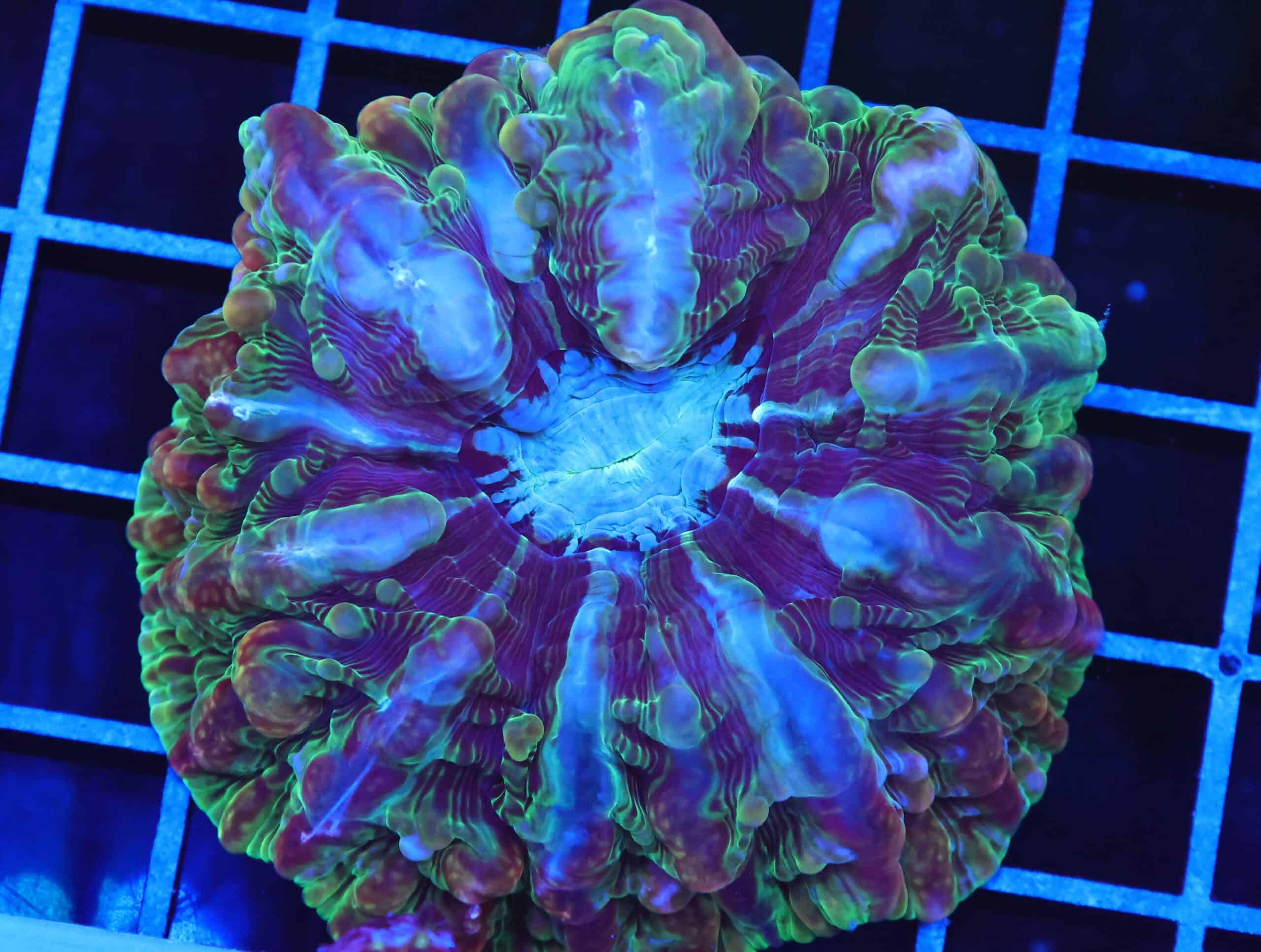 B101 - RIDDLERS REVERNGE INDOPHYLLIA