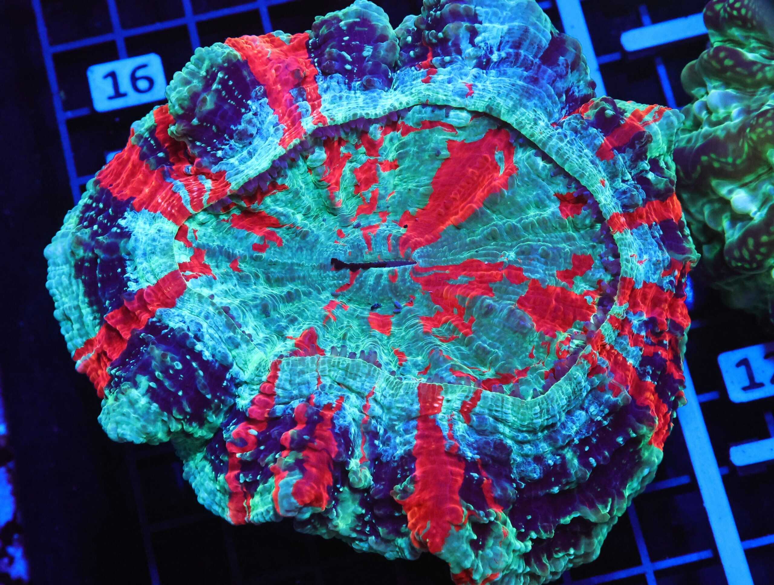 B11 -MALAYSIAN METEOR SHOWER ACANTHOPHYLLIA