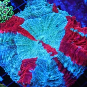 B110 - MALAYSIAN SPIDERMAN ACANTHOPHYLLIA