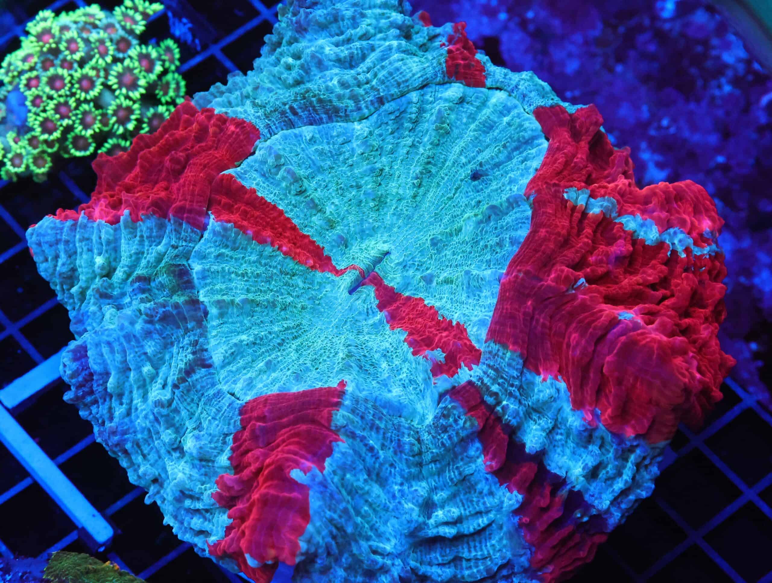 B110 - MALAYSIAN SPIDERMAN ACANTHOPHYLLIA