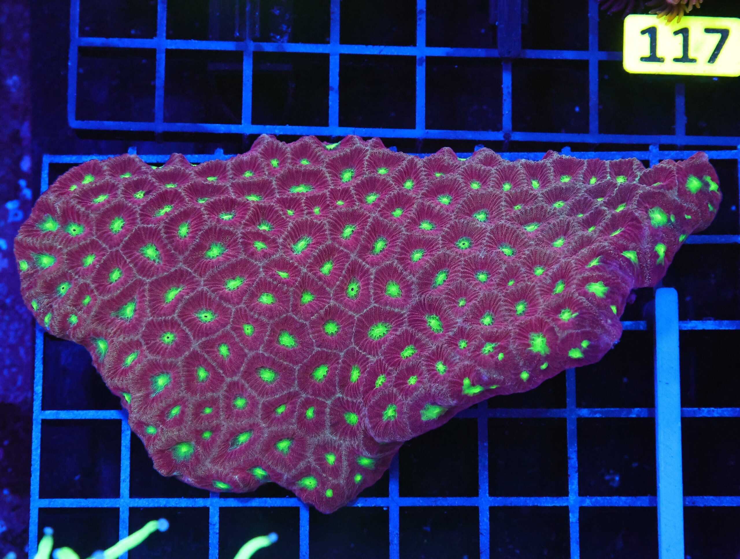 B111 - INDO BLEEDING APPLE FAVTIES