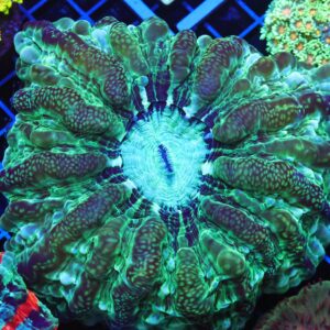 B12 -URANIUM INDOPHYLLIA