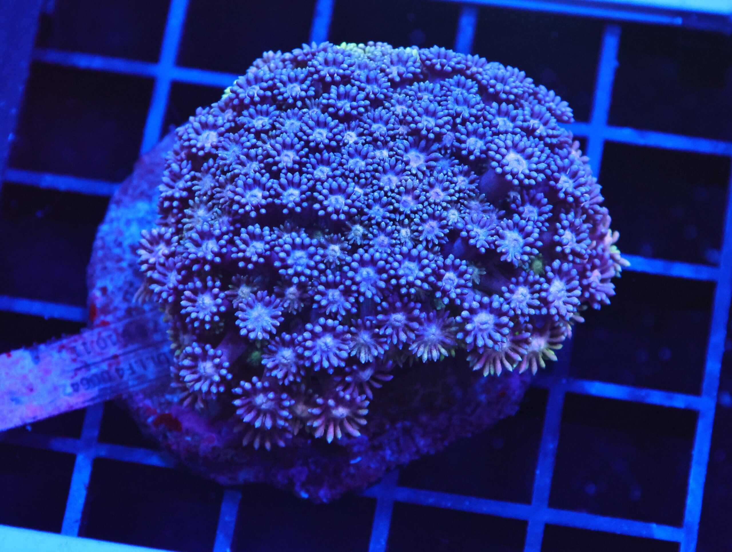 B123 - INDO BLUE PURPLE GONIOPORA
