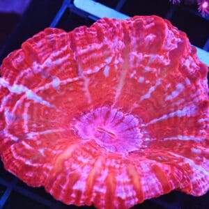 B129 - INDO RED HOT CYNARINA