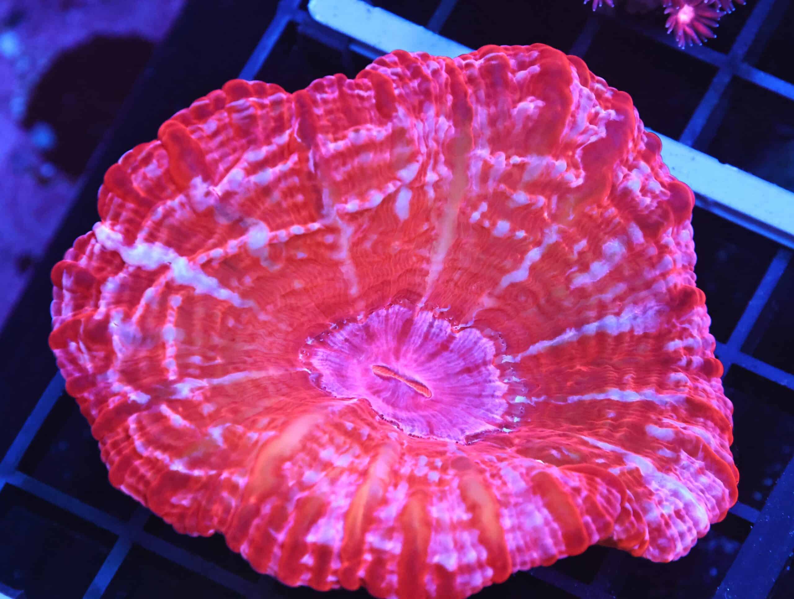 B129 - INDO RED HOT CYNARINA