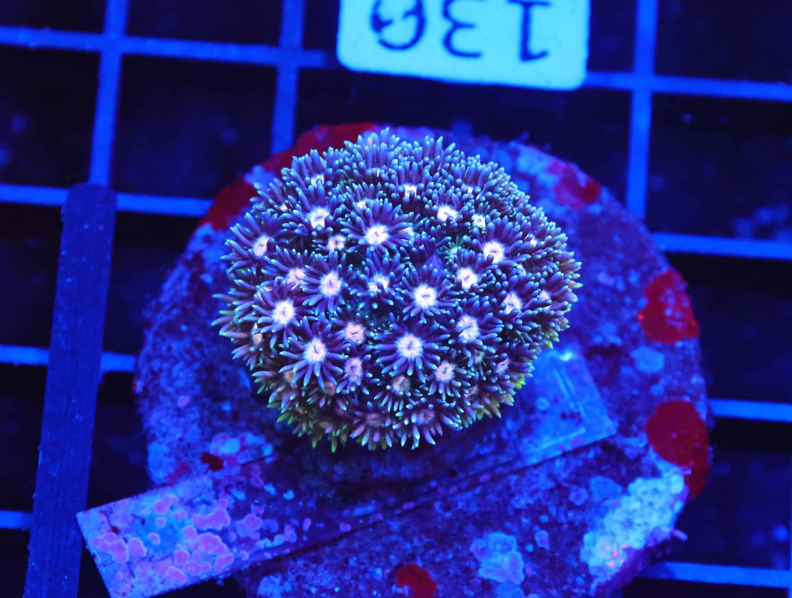 B130 - INDO ULTRA MULTICOLOR GONIOPORA