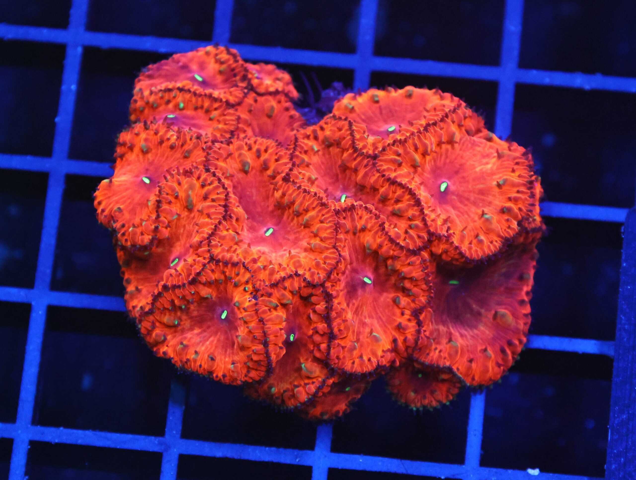 B131 - INDO RUBY RED BLASTO