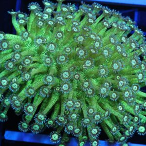 B143 - INDO GLITTER BOMB GONIOPORA